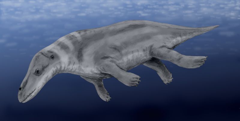 Rodhocetus: The illustration shows a mammal with short legs swimming in the ocean. It has flat feet, a tail and an elongated snout. It looks even more like a sea creature now.
