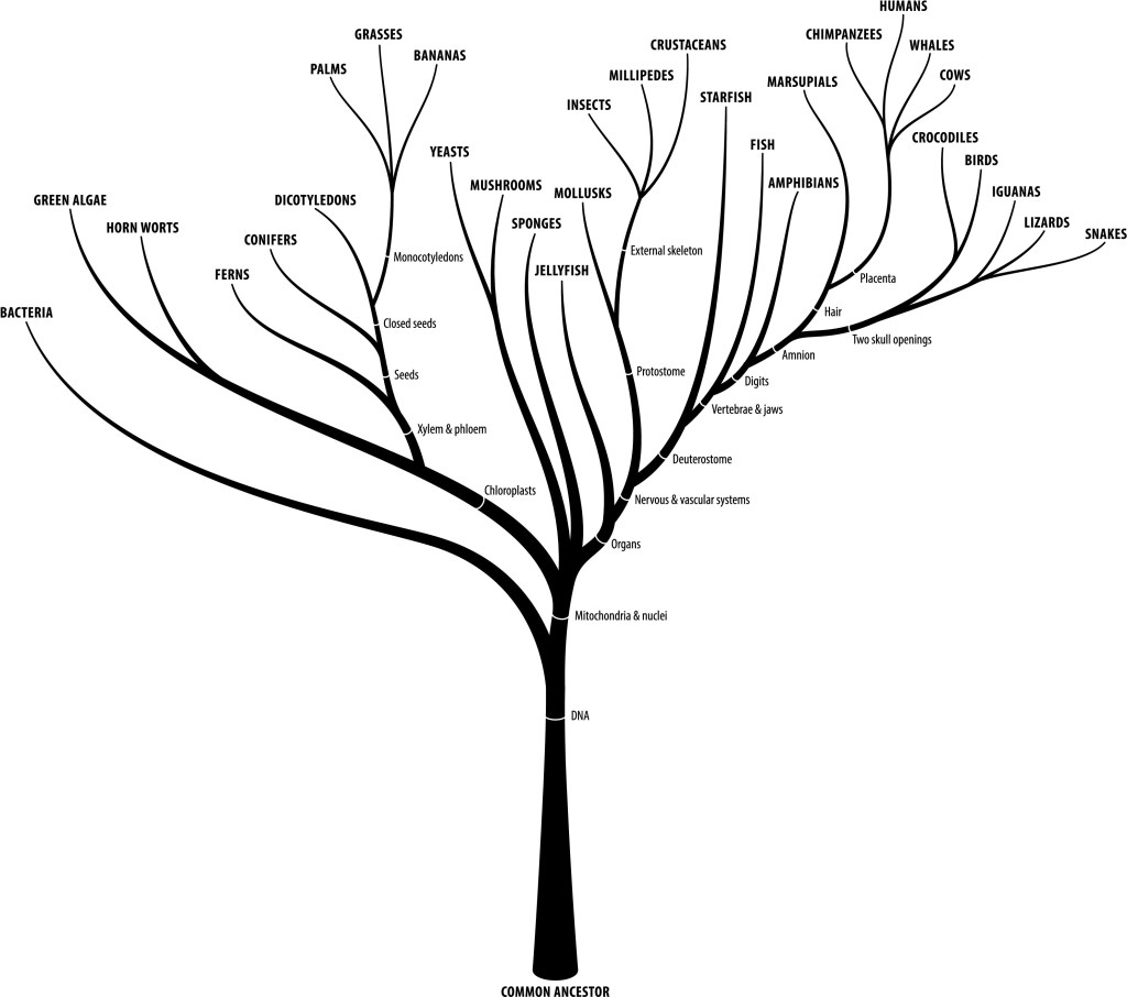 This tree of life picture shows a root representing a common ancestor and from it sprouts various inventions of life DNA, mitochondria, nuclei, chloroplasts, organs, hair, and much more.