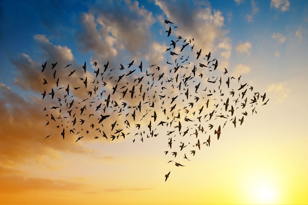 Birds flying in an arrow formation in a sky with clouds and fuzzy sun.