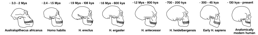The skulls are from left to right Australopithecus africanus 3.3 - 2 million years ago, Homo habilis 2.4 to 1.5 million years ago, Homo erectus 1.6 to 600 thousand years ago, Homo heidelbergensis 700 thousand to 200 thousand years ago, early homo sapiens 300 thousand to 45 thousand years ago, anatomically modern human 130 thousand years ago until now.