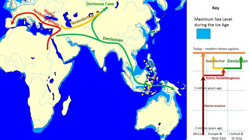 The map shows the movement of Homo heidelbergensis originating in Africa and moving into Europe and Asia with Neanderthals (in yellow) emerging in Europe and moving into Asia. The Denisovans emerged in Asia and spread further east.