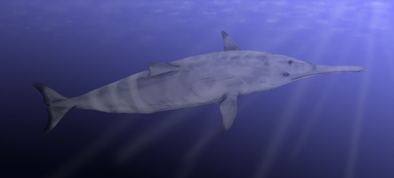 Squalodon: The illustration shows a fish or dolphin looking creature swimming in the ocean.