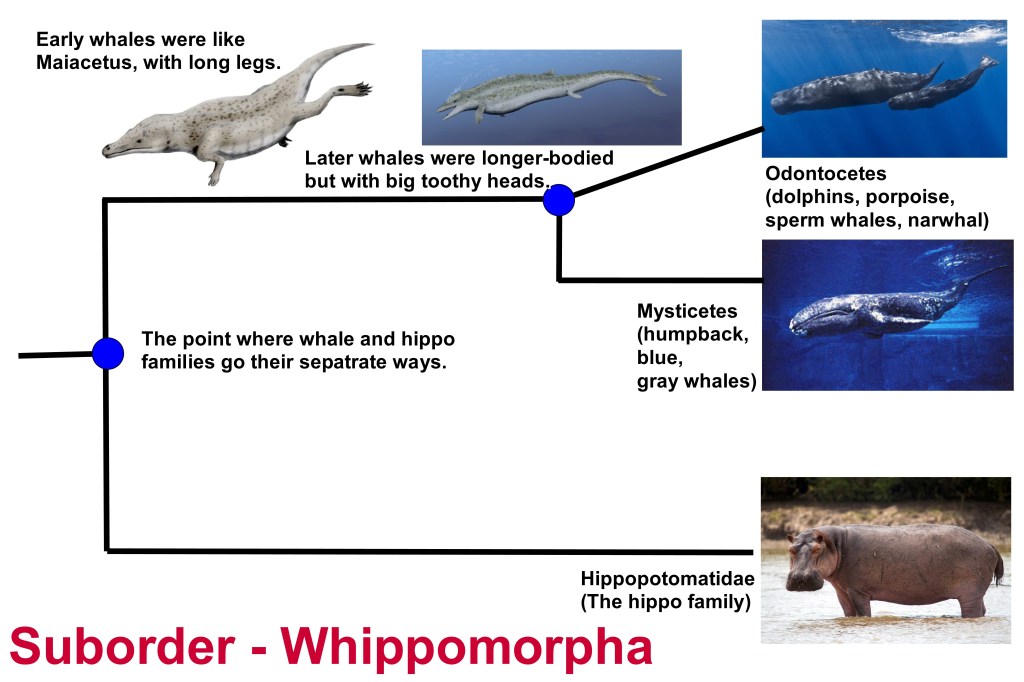 This graph shows pictures of a sperm whale, gray whale and hippopotamus on the right, and two whale ancestors at the top and they are connected via lines ultimately showing the common connection point on the far left.