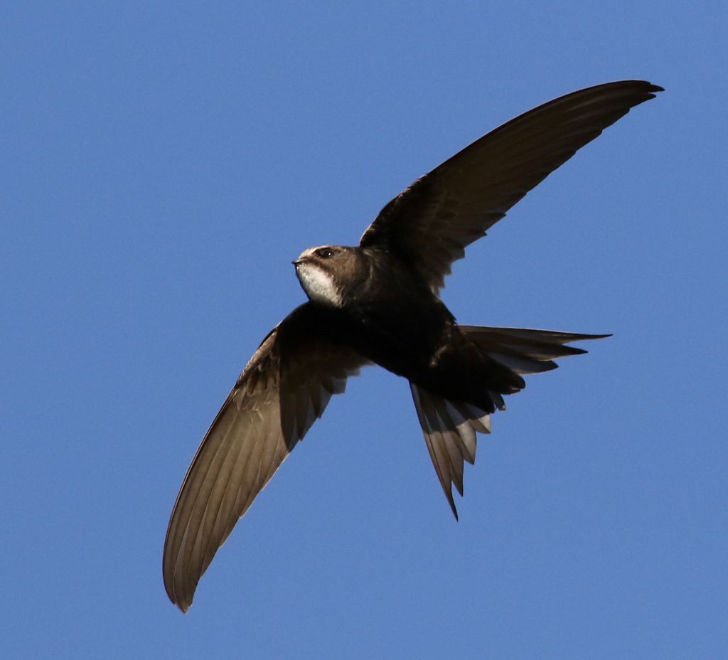 A swift flying on a blue background. Photo taken from below.