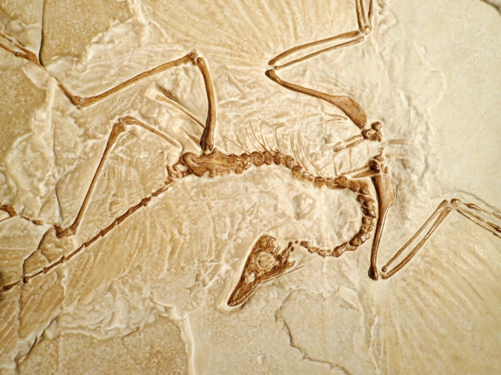 The Archaeopteryx is embedded in stone with details of the skeleton with skull and bones.