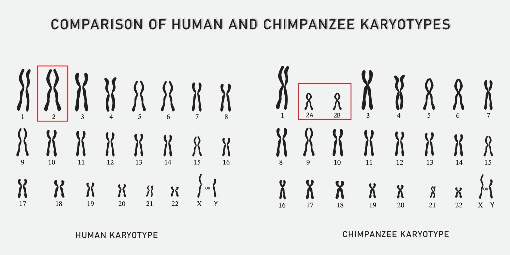 The pictures show the set of the human 46 chromosomes on the left and the set of the chimpanzee 48 chromosomes on the right. The chromosomes look very similar between the two species, except human chromosome 2 which is split into chromosome 2A and 2B in the chimpanzee.