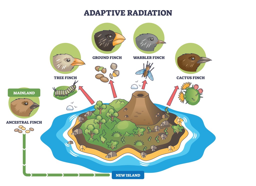 The picture shows an island with an ancestral finch on the left and multiple other species of finch on the right all feeding on different things.