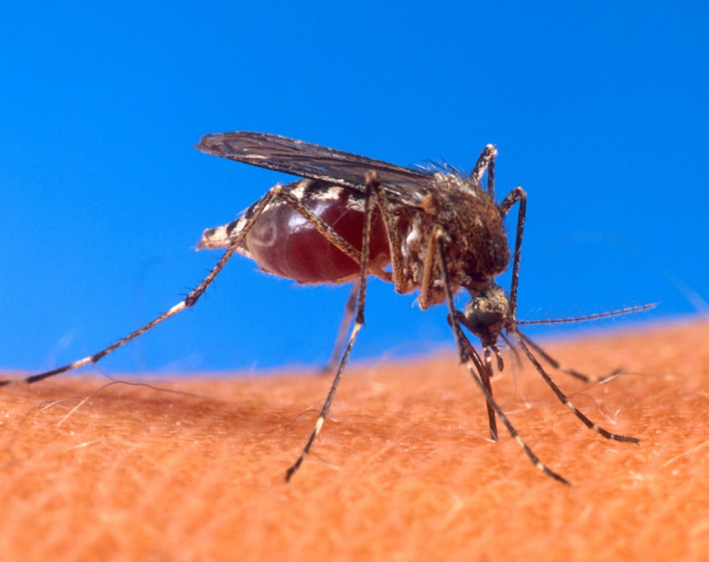 The picture shows a mosquito biting human skin. It is already filled up with blood.