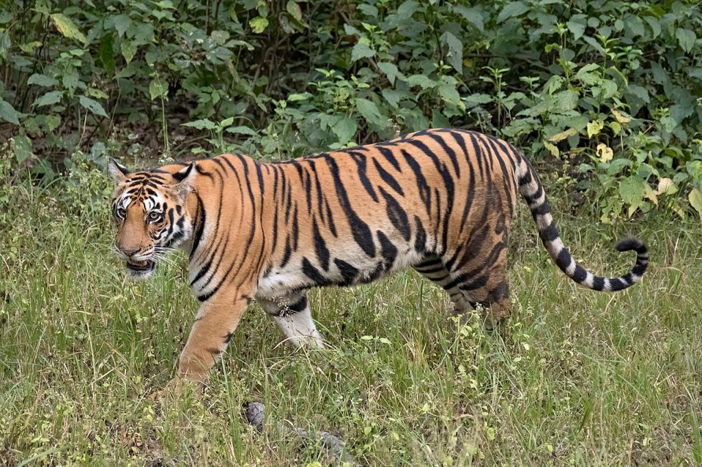 Bengal Tiger walking next to a forest.