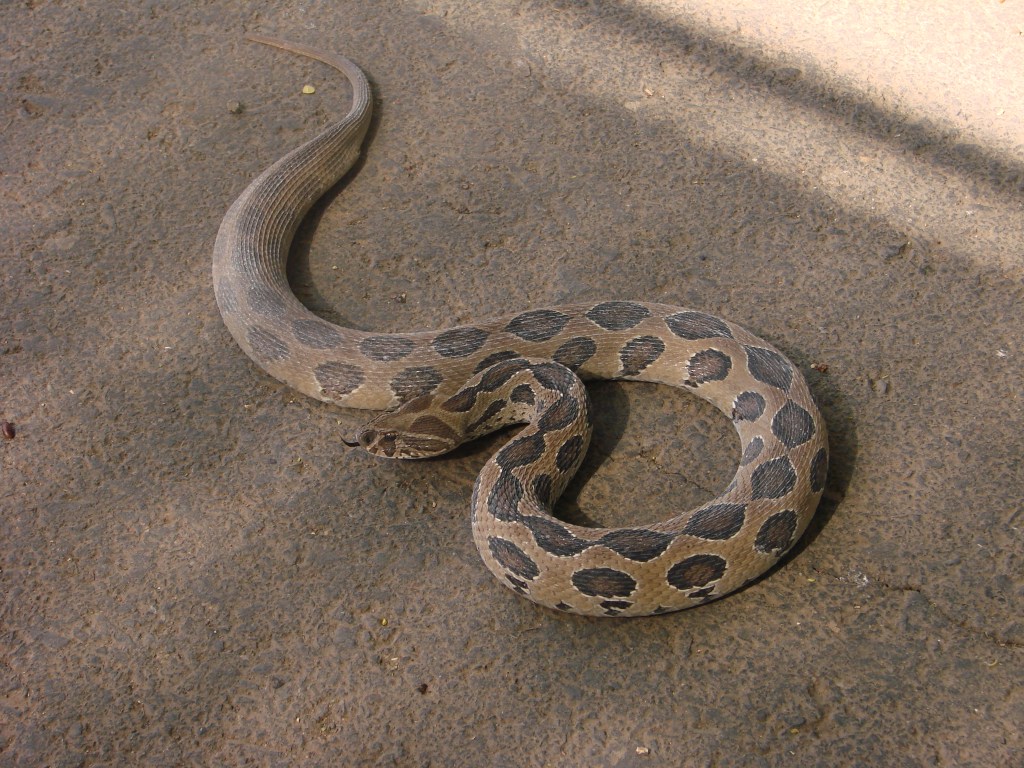 The photo shows a light brown snake with dark brown spots and triangular viper head.