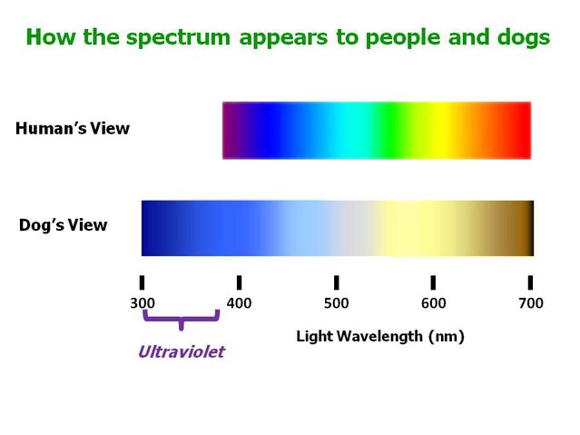 There are two colorful horizontal bars in the picture representing how the spectrum appears to people and dogs. The top bar depicts human’s view, and the bottom one is dog’s view. The human’s view is more colorful, but the dog’s view extends into UV light on the left.