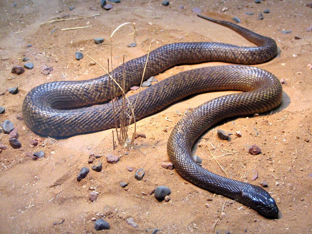 The photo shows a brown speckled snake with a head that does not appear wider than the body unlike the head of vipers.
