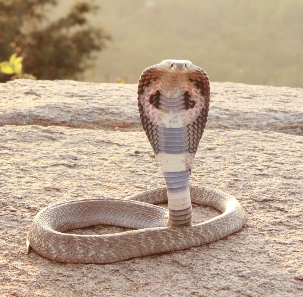 A beige spectacled cobra with flared hood looking into the camera.