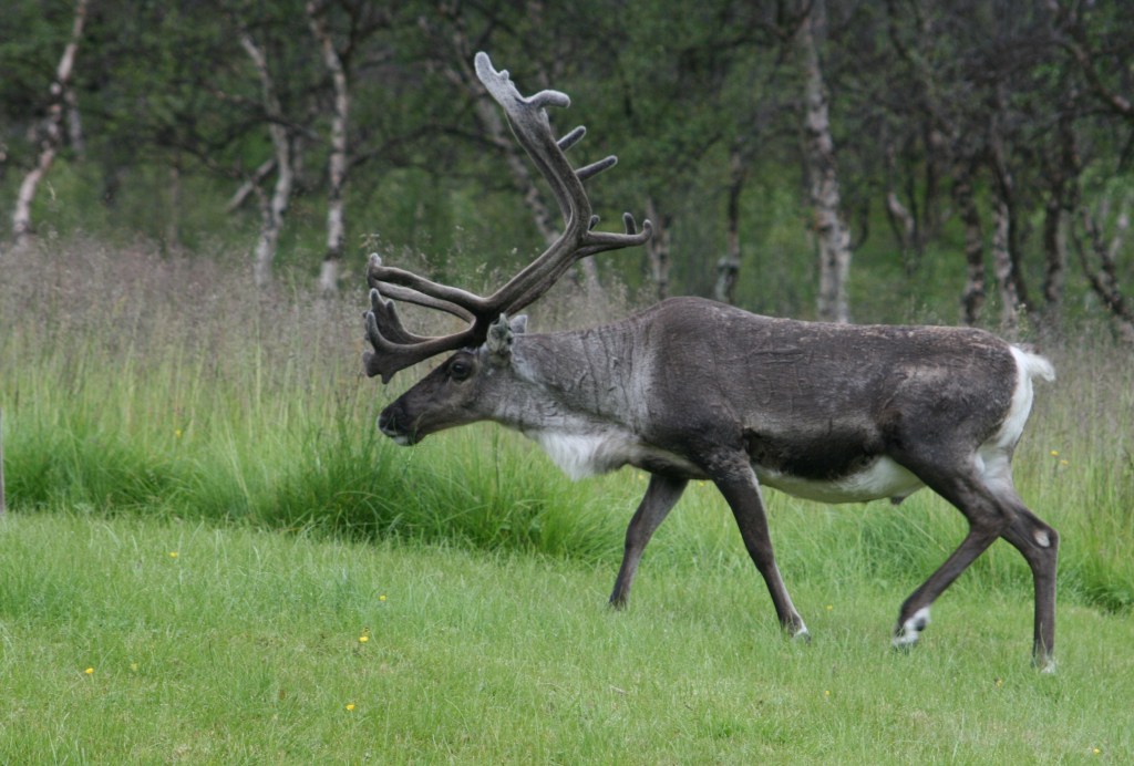 A photo of a reindeer walking up a hill.
