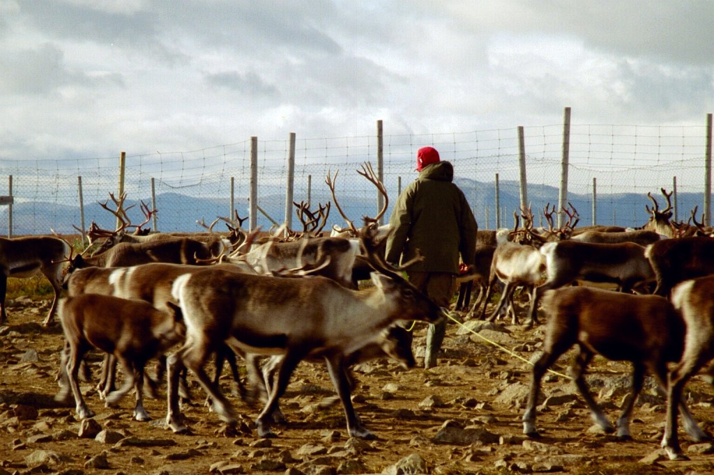A flock of reindeer with a person standing in the middle of them.