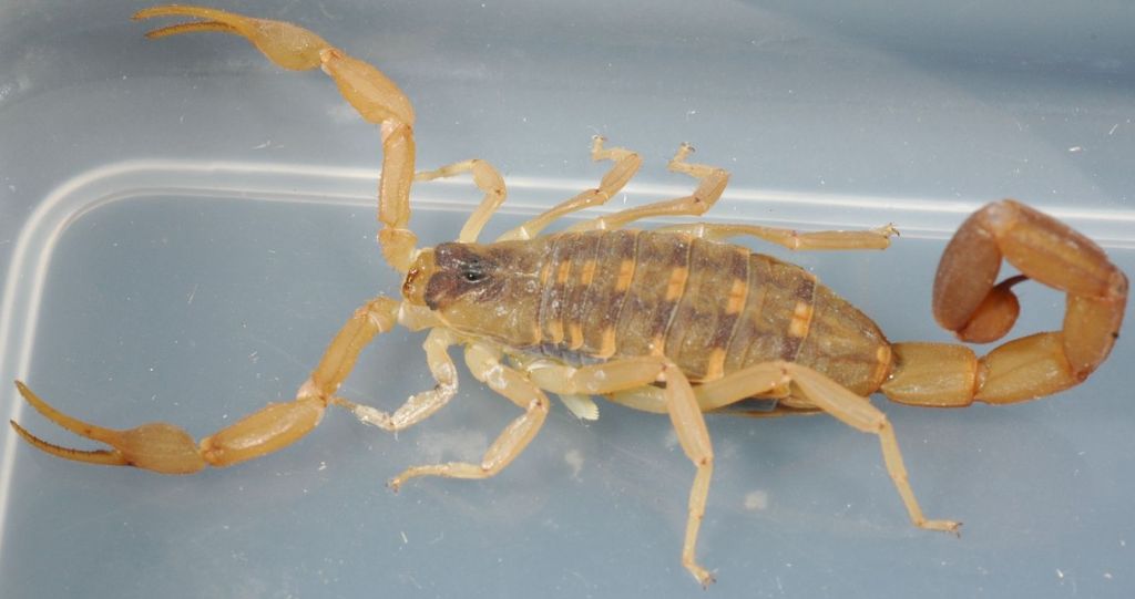 A yellow, beige scorpion with light brown stripes.