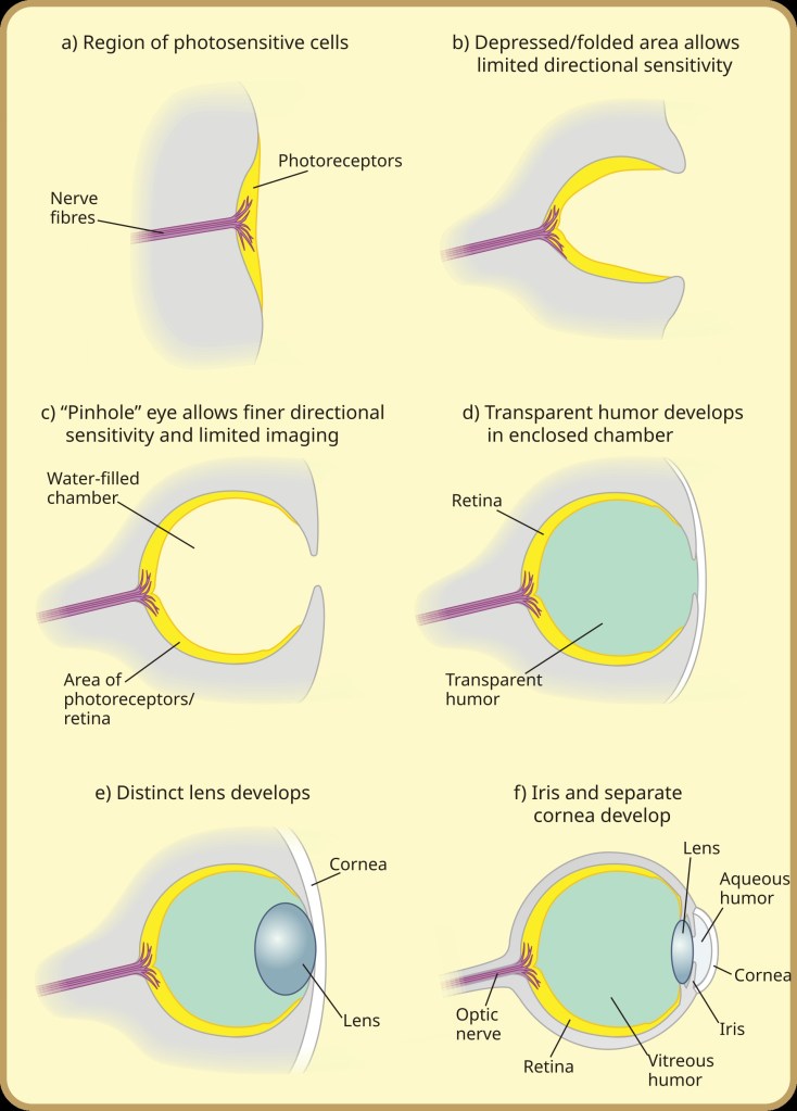 The picture shows six stages of the evolution of the vertebra eye. First a region of photosensitive cells and nerve fibers. Second a depressed/folded area that allows limited directional sensitivity. Thirdly, a “Pinhole” eye that allows finer directional sensitivity and limited imaging. Fourth, a transparent humor develops in an enclosed chamber. Fifth, a distinct lens develops. Sixth, Iris and separate cornea develop.
