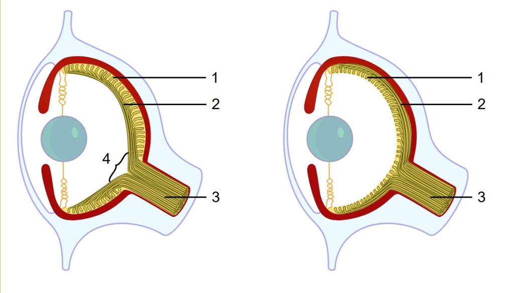 The cephalopod eye on the right is very similar to the vertebra eye on the left, except it does not have a blind spot.