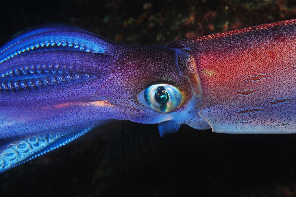Close up of squid with its eye at the center.