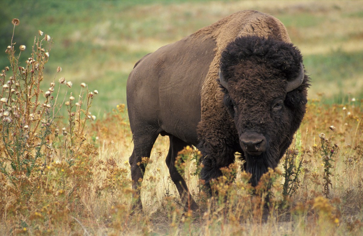 30-60 million Bison used to roam the&nbsp;plains