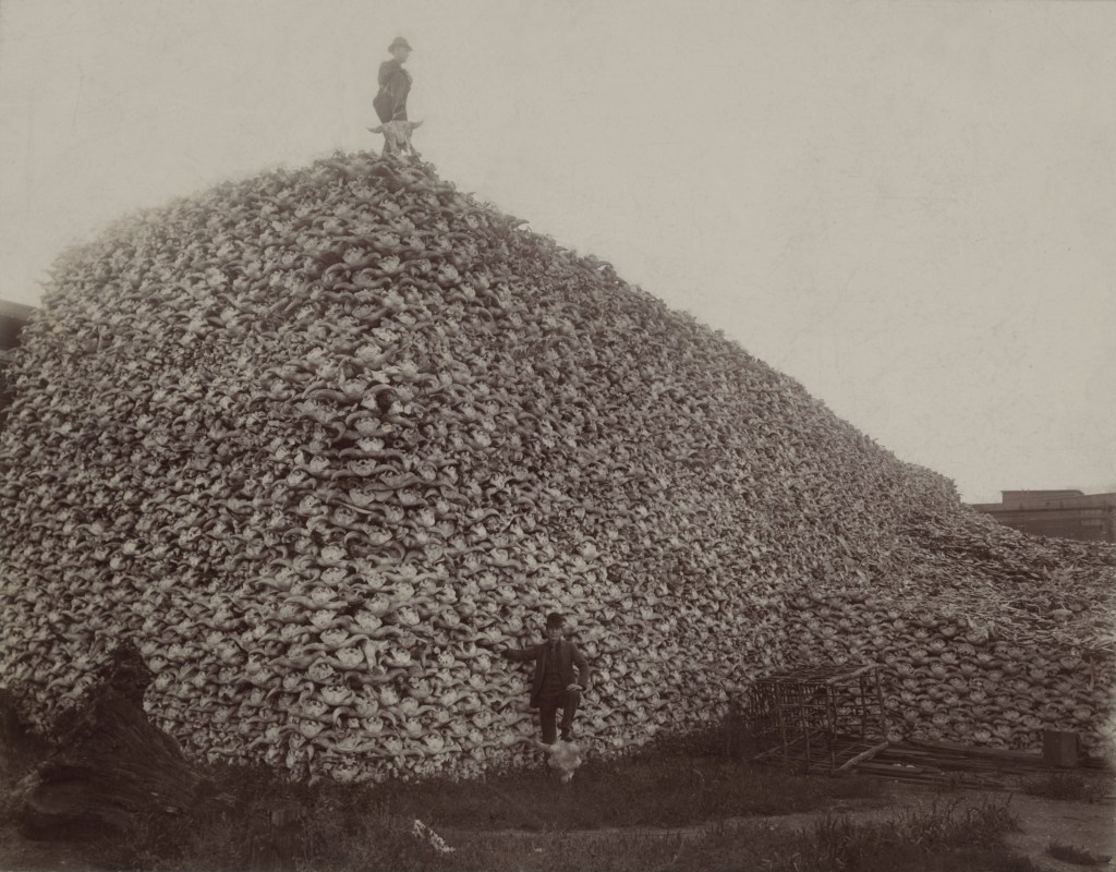 30-60 million Bison used to roam the plains | 1892: bison skulls await industrial processing at Michigan Carbon Works in Rougeville (a suburb of Detroit). Bones were processed to be used for glue, fertilizer, dye/tint/ink, or were burned to create "bone char" which was an important component for sugar refining. In the 16th century, North America contained 25–30 million buffalo.