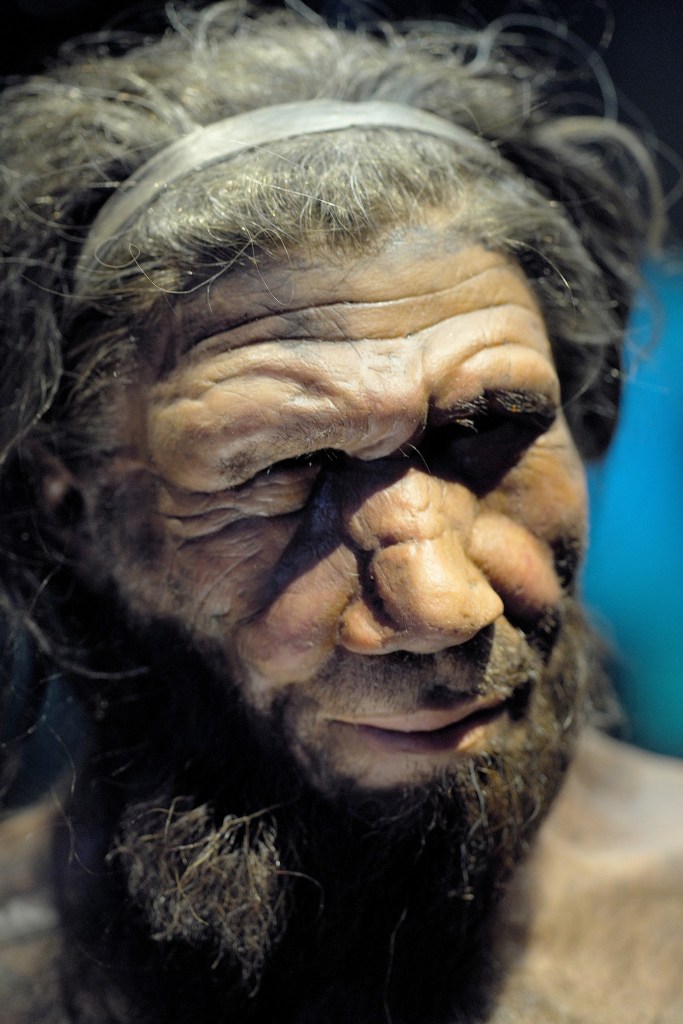 Photo of a reconstruction of a Neanderthal man