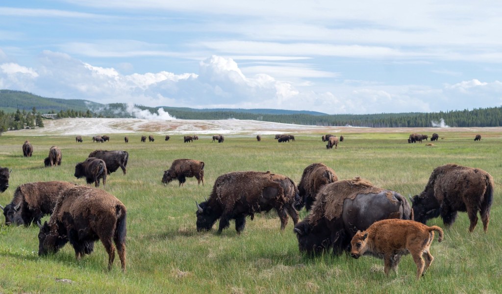 A herd of grazing bison on a field in Yellowstone. In the background are geysers and hills.