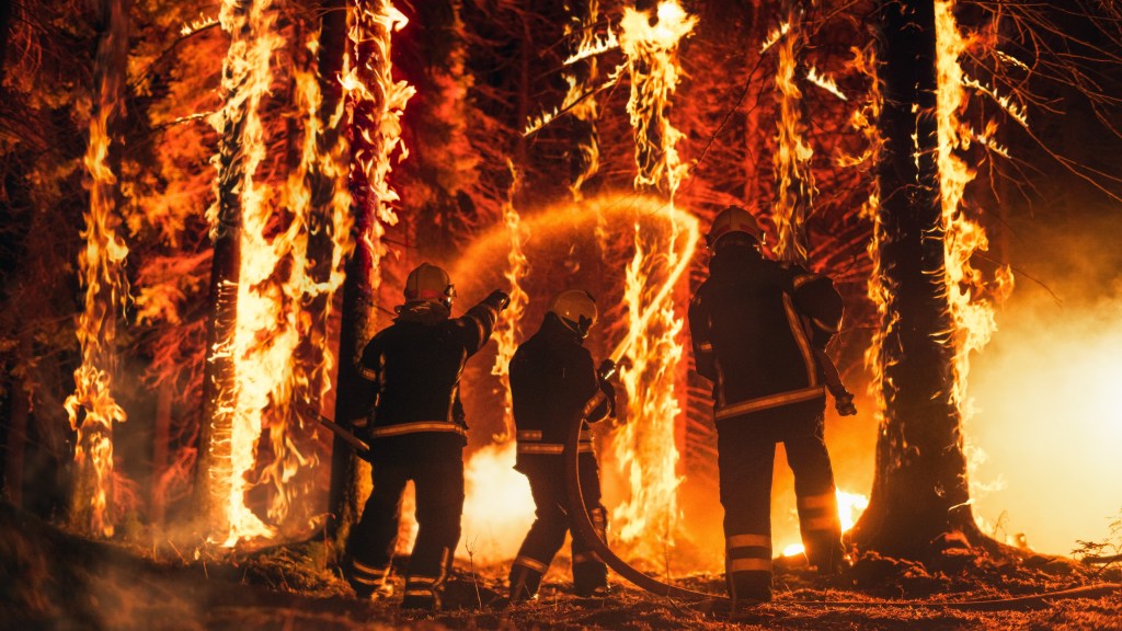 The photo shows tree trunks on fire and professional firefighters extinguishing a large, high-priority part of a forest fire. 