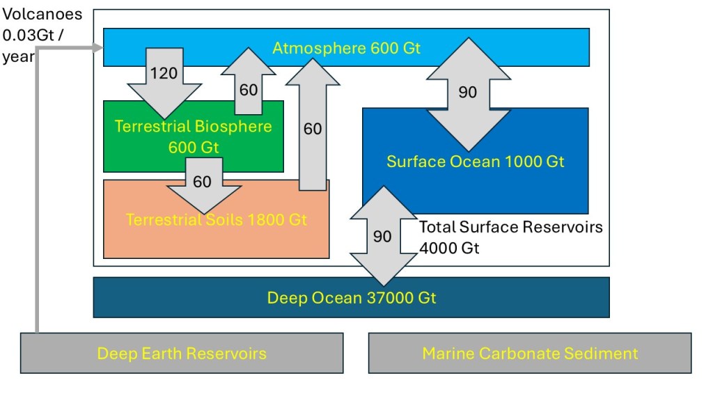 The carbon cycle in the picture shows that the terrestrial biosphere is absorbing 120 Gigatons of carbon from the atmosphere and emits 60 Gigatons to the atmosphere. It also adds 60 Gigatons of carbon to terrestrial soils. It also shows the Surface of the Ocean both emitting and absorbing 90 Gigatons of carbon to the atmosphere and both emitting and absorbing 90 Gigatons of carbon to the deep ocean. There are additional flows in the picture. It is complex but stable cycle.