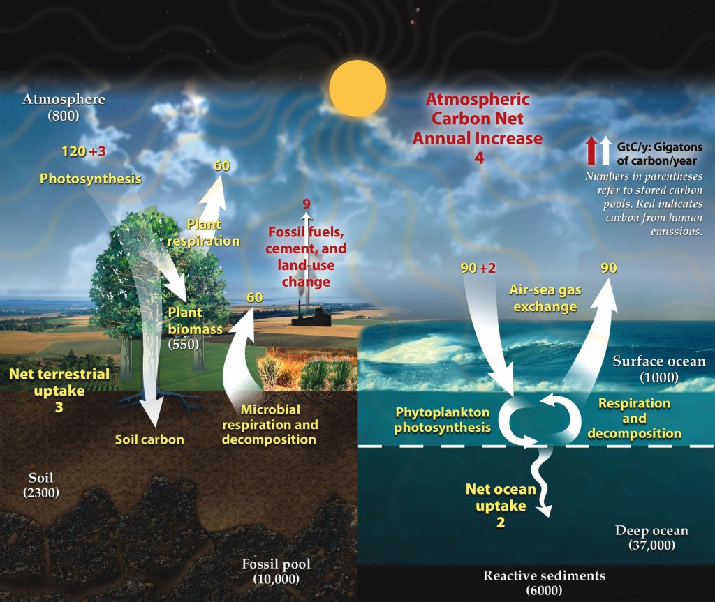 This is a fairly detailed picture of the carbon cycle from wikipedia.