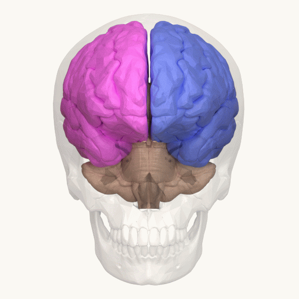 A rotating transparent skull with a colored brain inside.