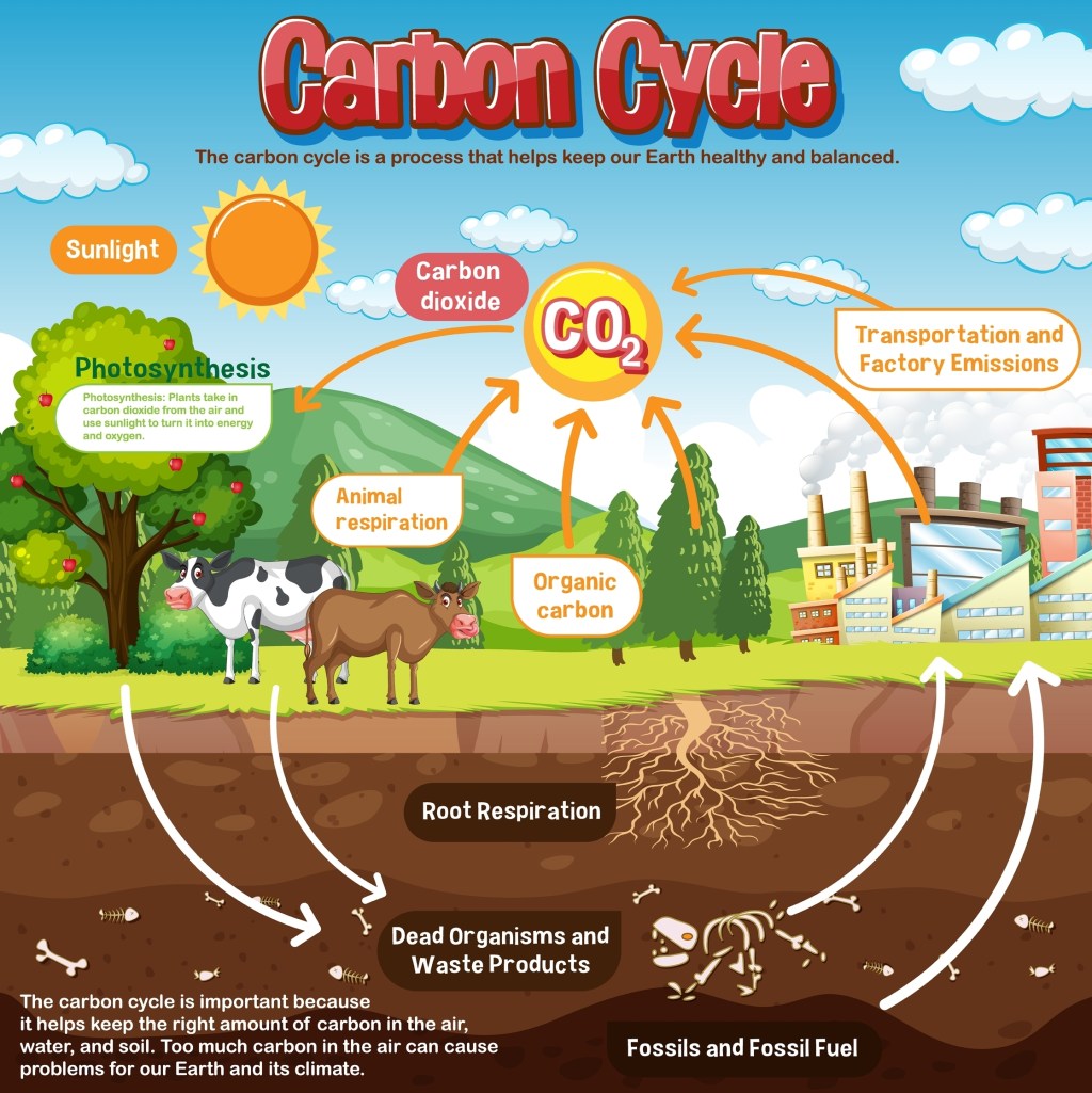 The diagram shows how carbon is emitted and absorbed between the various elements in nature and our planet. It shows animals, plants, the soil, and also emissions from factories. The text says “The Carbon Cycle is important because it helps keep the right amount of carbon in the air, water, and soil. Too much carbon in the air can cause problems for our Earth and its climate.”