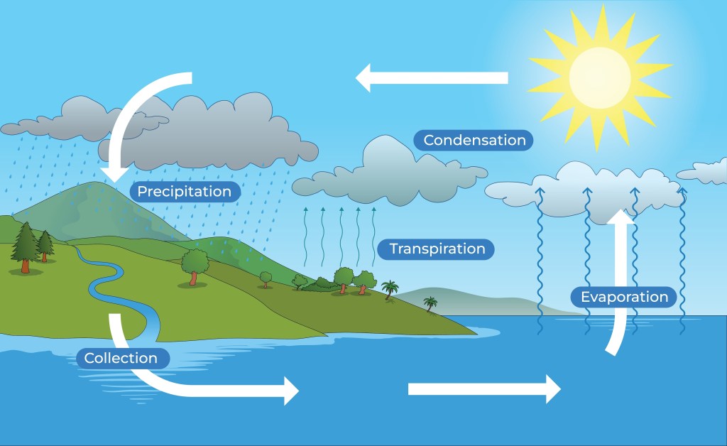 The picture shows a river flowing into the see (labeled collection), evaporation from the sea and transpiration from the land. The condensation creates clouds and it rains (precipitation).
