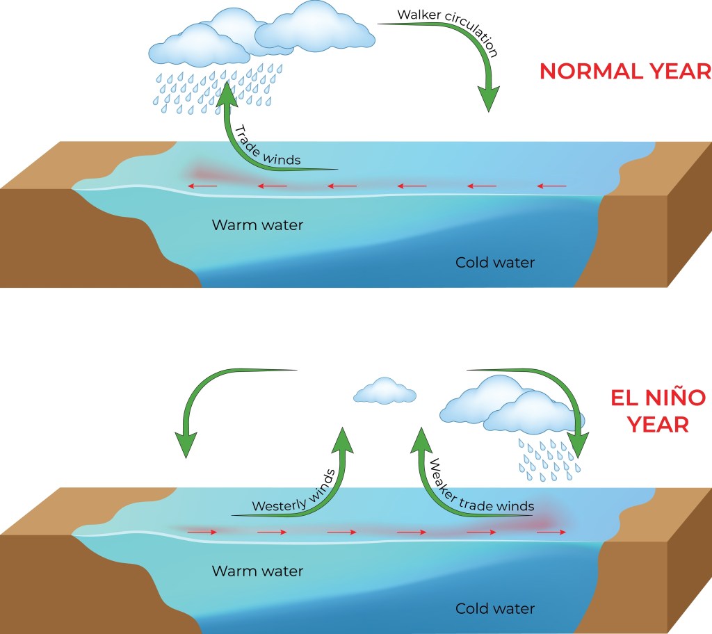 El Niño vs Normal Year Ocean Circulation Diagram with Trade Winds, Walker Circulation and Sea Surface Temperature Vector Illustration.