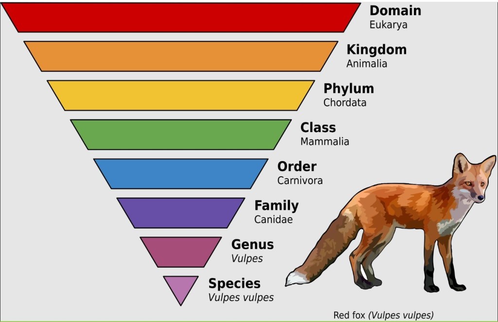 The picture shows a Red Fox with an upside down pyramid showing the different taxonomic ranks. Domain is at the top (Eukarya), Kingdom (Animalia), Phylym (Chordata), Class (Mammalia), Order (Carnivora), Family (Canidae), Genus (Vulpes), Species (Vulpes vulpes, which is the red fox).